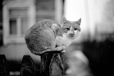 Spaziergang durch ein Dorf (Belarus, November 2000)